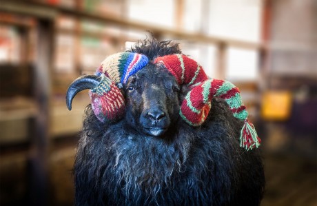 KnittingCircle.Hrúturinn_Vogur2